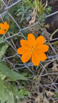 白山神社の自然