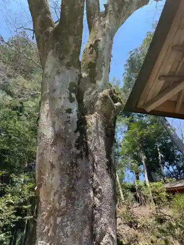 丹生川上神社（下社）(奈良県)