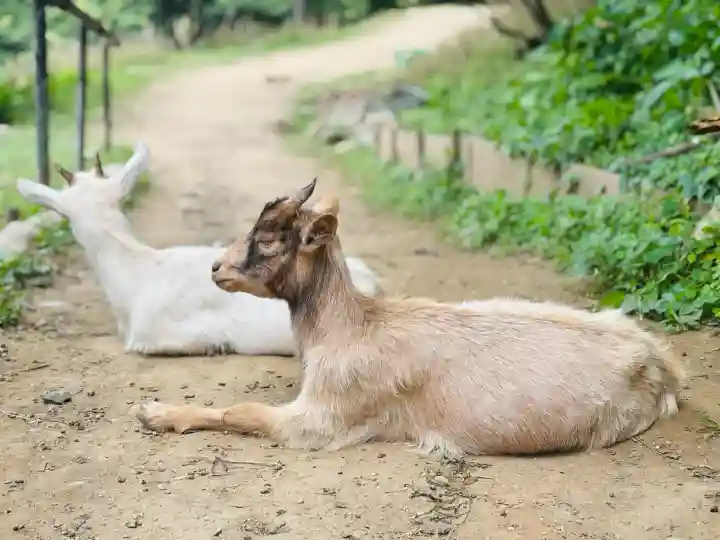 楽法寺(雨引観音)の{uncategorized: "未分類", other: "その他", undefined: "問題あり", building: "その他建物", grave: "お墓", sacred_gate: "鳥居", guardian: "狛犬", statue: "像", buddha: "仏像", history: "歴史", nature: "自然", garden: "庭園", animal: "動物", pagoda: "塔", temizu: "手水舎", mountain_gate: "山門・神門", sanctuary: "本殿・本堂", subordinate: "末社・摂社", art: "芸術", scenery: "景色", jizo: "地蔵", ema: "絵馬", goshuin: "御朱印", omikuji: "おみくじ", items: "授与品その他", amulet: "お守り", goshuincho: "御朱印帳", eats: "食事", festival: "お祭り", votive_dance: "神楽", shichigosan: "七五三参", wedding: "結婚式", experience: "体験その他", initially: "初詣", around: "周辺", anti_infection: "感染症対策"}