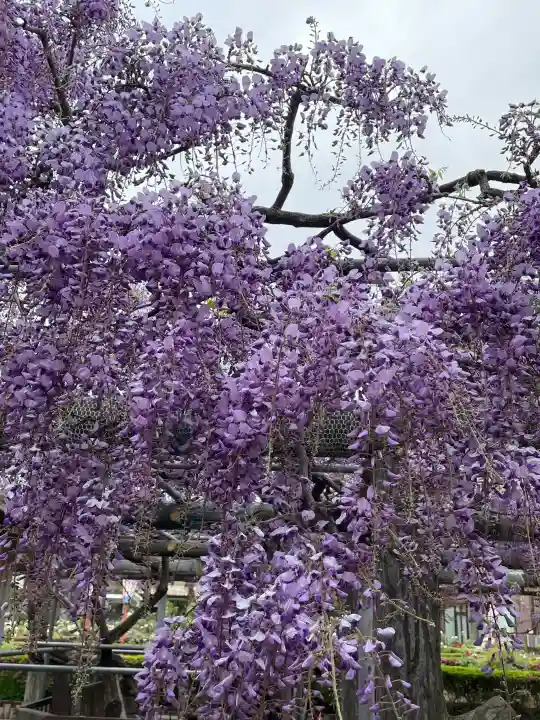 箭弓稲荷神社の{uncategorized: "未分類", other: "その他", undefined: "問題あり", building: "その他建物", grave: "お墓", sacred_gate: "鳥居", guardian: "狛犬", statue: "像", buddha: "仏像", history: "歴史", nature: "自然", garden: "庭園", animal: "動物", pagoda: "塔", temizu: "手水舎", mountain_gate: "山門・神門", sanctuary: "本殿・本堂", subordinate: "末社・摂社", art: "芸術", scenery: "景色", jizo: "地蔵", ema: "絵馬", goshuin: "御朱印", omikuji: "おみくじ", items: "授与品その他", amulet: "お守り", goshuincho: "御朱印帳", eats: "食事", festival: "お祭り", votive_dance: "神楽", shichigosan: "七五三参", wedding: "結婚式", experience: "体験その他", initially: "初詣", around: "周辺", anti_infection: "感染症対策"}