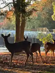 春日大社の動物