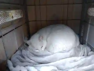 御誕生寺（猫寺）(福井県)