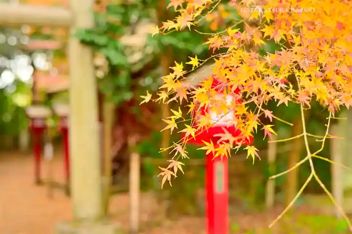鷲宮神社(埼玉県)