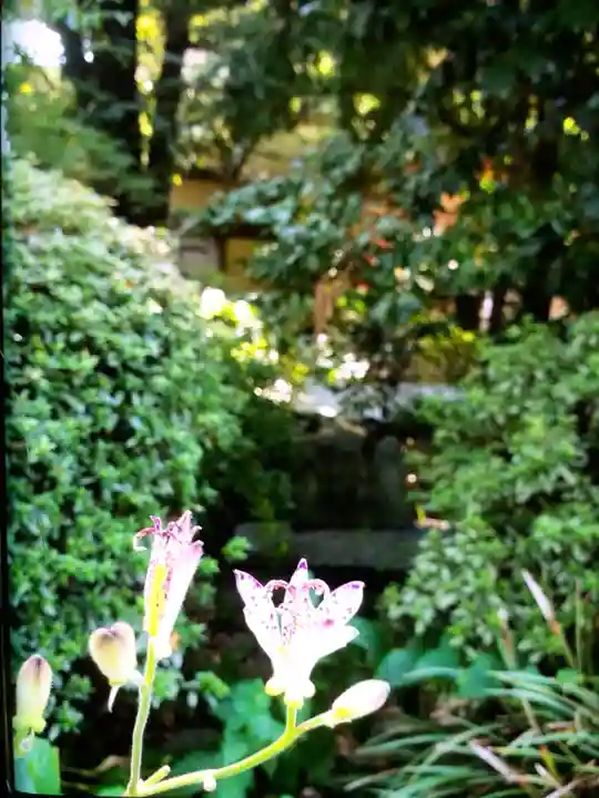 阿佐ヶ谷神明宮(東京都)