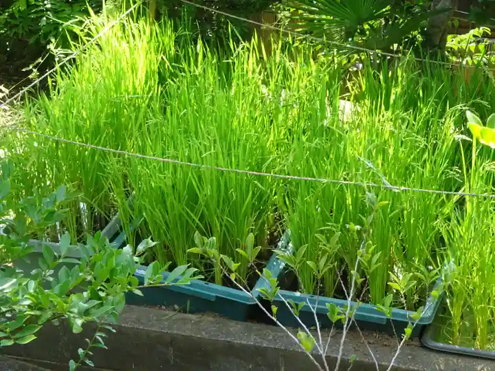横浜御嶽神社の自然