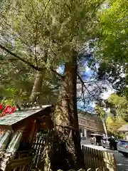 椿大神社(三重県)