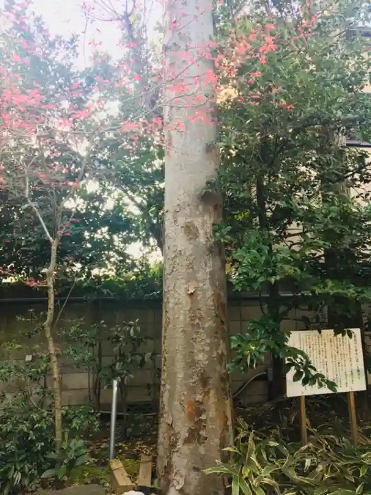 馬橋稲荷神社の自然