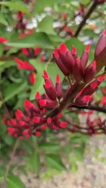 覚王山 日泰寺の自然