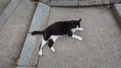 末廣神社の動物
