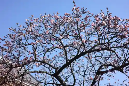 西新井大師総持寺の自然