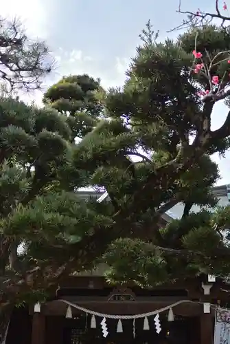 鳩森八幡神社の自然