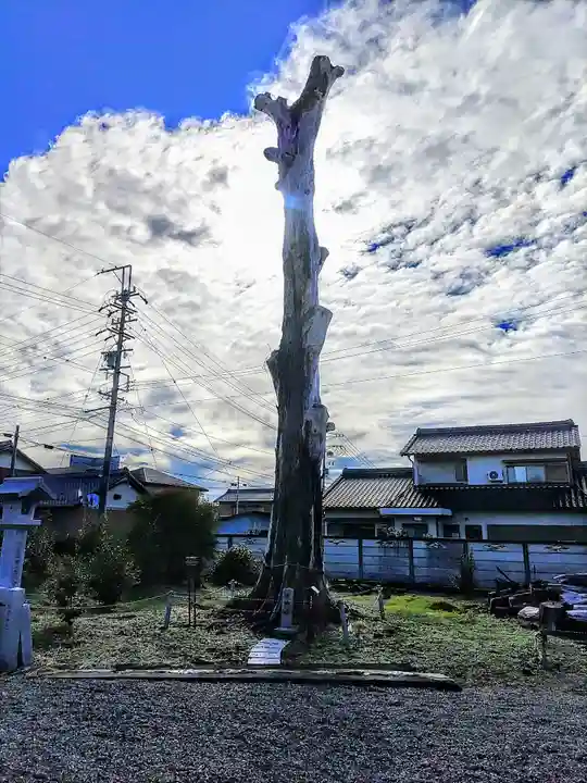 神明社(五郎丸神明社)の自然
