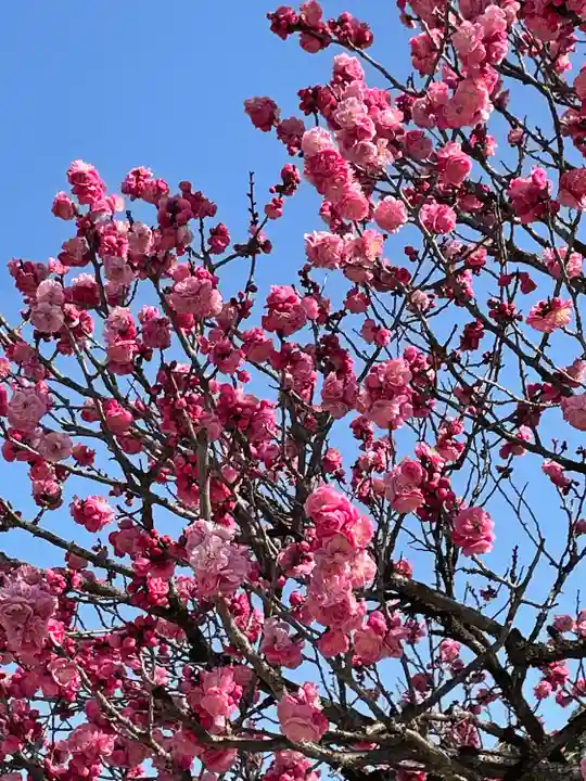 太宰府天満宮の自然