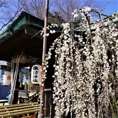 小名浜諏訪神社の自然