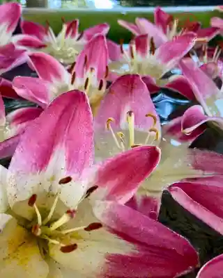 立志神社(滋賀県)