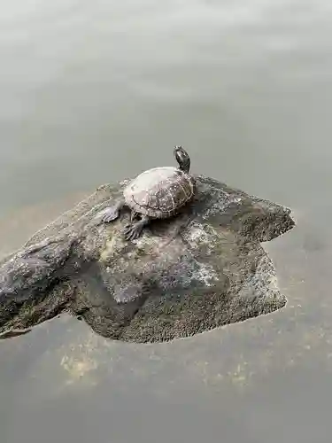 白蛇辨財天(栃木県)