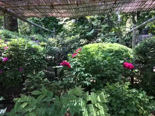 東長谷寺　薬王院の自然