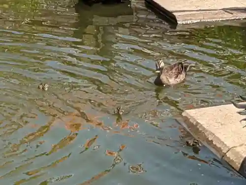 誉田八幡宮の動物
