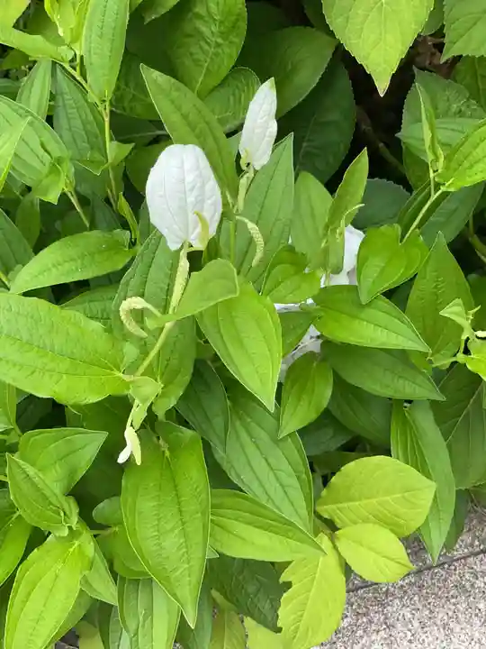安養寺(弥勒院)(愛知県)