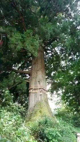 高龍神社の自然