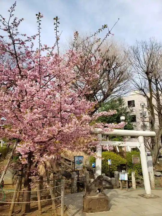 鳩森八幡神社の自然