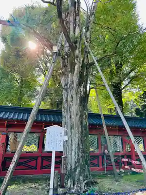 根津神社(東京都)