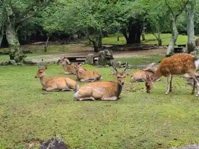 厳島神社(広島県)