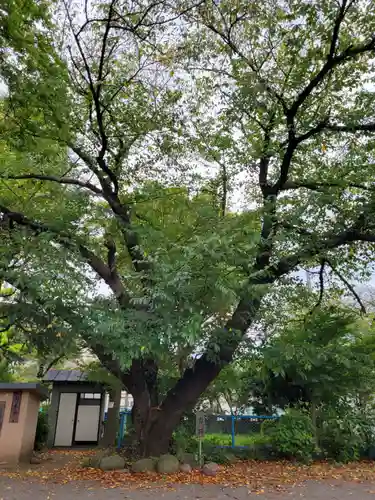 上戸田氷川神社の自然