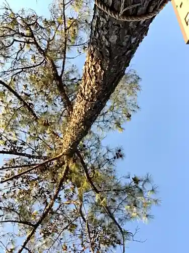 別小江神社の自然