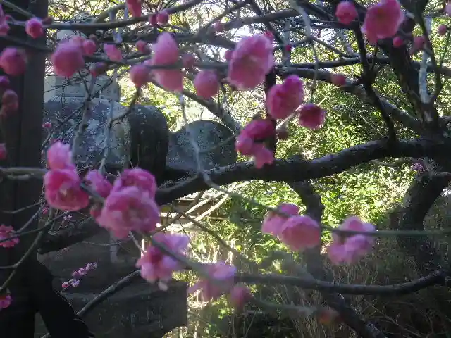 安國論寺(安国論寺)の自然