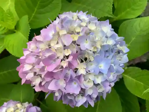 普門寺(切り絵御朱印発祥の寺)の自然