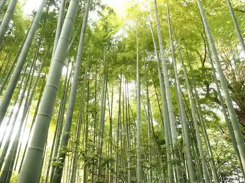 大宮八幡宮の自然