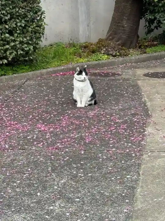 寛永寺(根本中堂)の{uncategorized: "未分類", other: "その他", undefined: "問題あり", building: "その他建物", grave: "お墓", sacred_gate: "鳥居", guardian: "狛犬", statue: "像", buddha: "仏像", history: "歴史", nature: "自然", garden: "庭園", animal: "動物", pagoda: "塔", temizu: "手水舎", mountain_gate: "山門・神門", sanctuary: "本殿・本堂", subordinate: "末社・摂社", art: "芸術", scenery: "景色", jizo: "地蔵", ema: "絵馬", goshuin: "御朱印", omikuji: "おみくじ", items: "授与品その他", amulet: "お守り", goshuincho: "御朱印帳", eats: "食事", festival: "お祭り", votive_dance: "神楽", shichigosan: "七五三参", wedding: "結婚式", experience: "体験その他", initially: "初詣", around: "周辺", anti_infection: "感染症対策"}