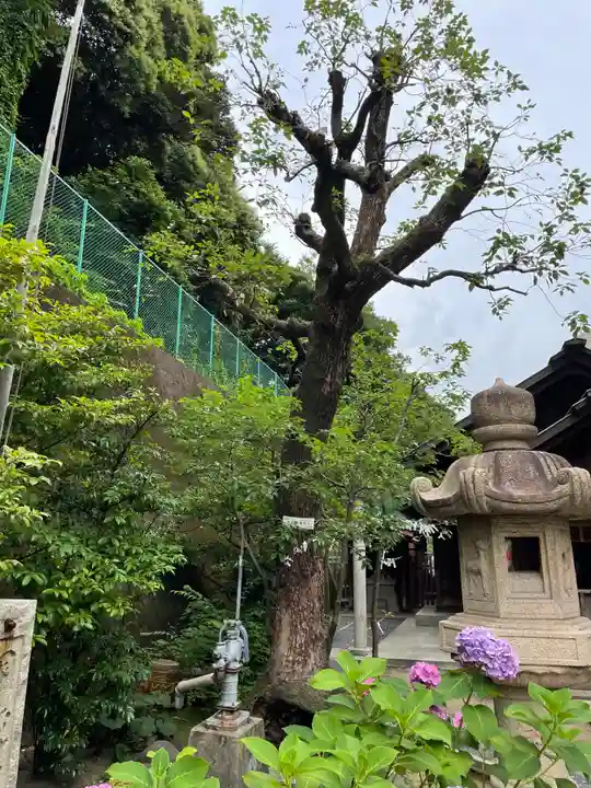 久國神社の自然