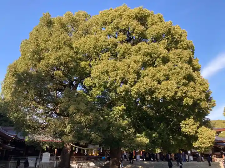 明治神宮の自然