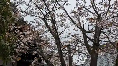 妙傳寺(京都府)