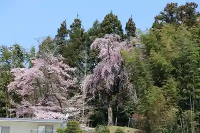 愛宕神社の自然