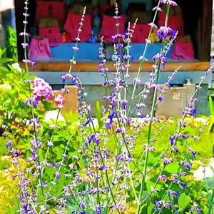 寿量山 速成寺の自然(2021年06月24日(木) 17時48分58秒投稿)