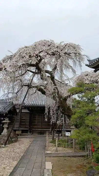 円明寺の{uncategorized: "未分類", other: "その他", undefined: "問題あり", building: "その他建物", grave: "お墓", sacred_gate: "鳥居", guardian: "狛犬", statue: "像", buddha: "仏像", history: "歴史", nature: "自然", garden: "庭園", animal: "動物", pagoda: "塔", temizu: "手水舎", mountain_gate: "山門・神門", sanctuary: "本殿・本堂", subordinate: "末社・摂社", art: "芸術", scenery: "景色", jizo: "地蔵", ema: "絵馬", goshuin: "御朱印", omikuji: "おみくじ", items: "授与品その他", amulet: "お守り", goshuincho: "御朱印帳", eats: "食事", festival: "お祭り", votive_dance: "神楽", shichigosan: "七五三参", wedding: "結婚式", experience: "体験その他", initially: "初詣", around: "周辺", anti_infection: "感染症対策"}