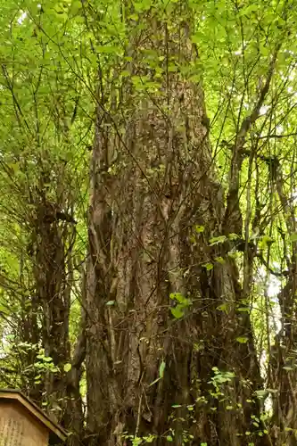 貴船神社結社(京都府)