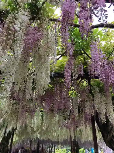 和気神社の自然