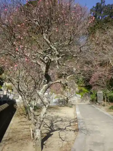 妙本寺の庭園