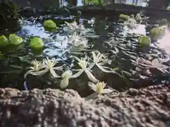 立志神社の手水