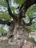 来光寺(滋賀県)