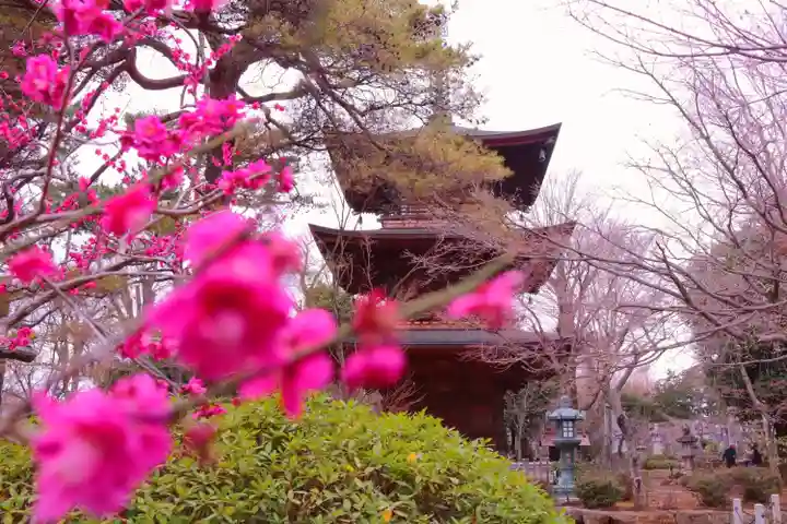 豪徳寺のその他建物