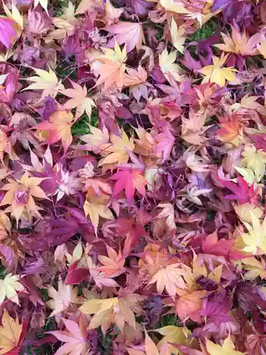 禅林寺（永観堂）の自然