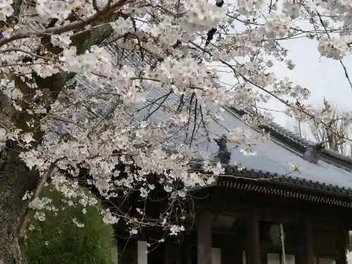 寛永寺(根本中堂)の自然