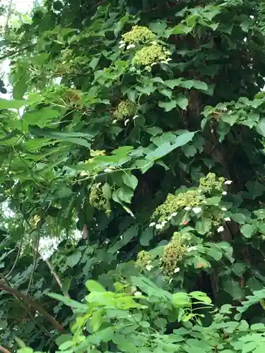 上野幌神社の自然