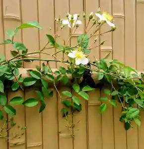 寿量山 速成寺の自然(2019年05月18日(土) 19時17分25秒投稿)