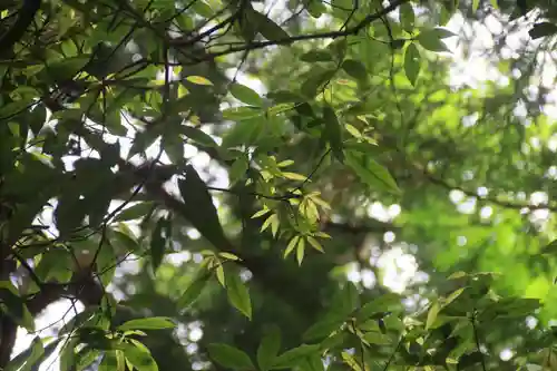 鹿島大神宮の自然